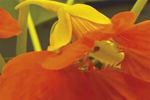 Blüte orange Fotografie Nahaufnahme